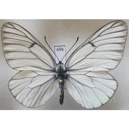 Aporia crataegi (Linnaeus, 1758) male Poland69e